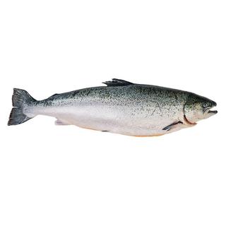 掬芥 挪威冰鲜三文鱼 整条12-14斤净重 源头直发 冰鲜三文鱼整条  6kg