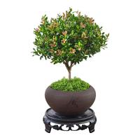 八芽小叶赤楠盆栽中式禅意植物文竹客厅室内桌面好养绿植四季常青花卉 赤楠-（舍得紫砂盆+铺面+底座）