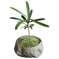 八芽海岛罗汉松指尖微型盆栽桌面小绿植迷你拇指好养植物源头直发 罗汉松-白小雪梨盆 陶瓷盆-带盆栽好