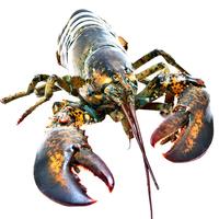 鲟好物 波士顿龙虾大波龙 冰鲜冷冻澳洲大龙虾虾类 2.8-3.2斤/只 1只大波龙【聚餐】