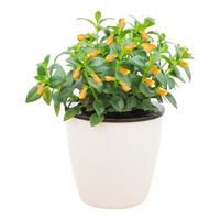 叹为观止室内水培土培懒人盆景植物清新空气办公室盆栽桌面 芦荟 懒人盆 带盆栽好