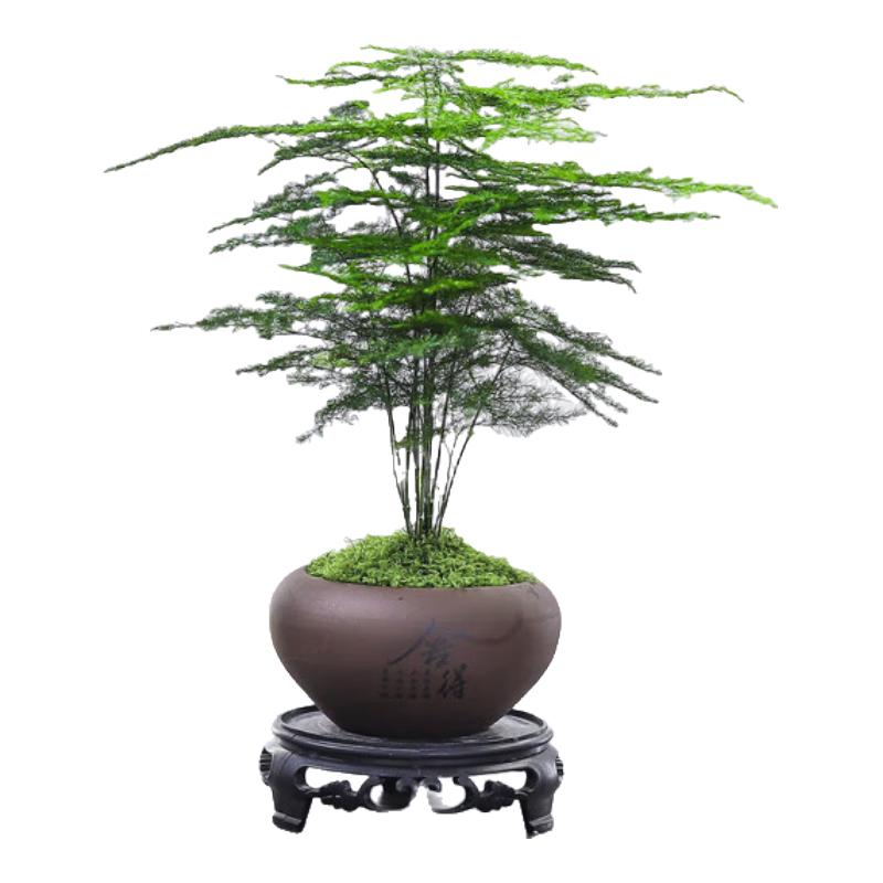 喜鹊说文竹盆栽绿植室内云竹盆景植物四季常青茶桌客厅防辐射花卉好养 文竹-舍得盆-密胺托盘 带盆栽好