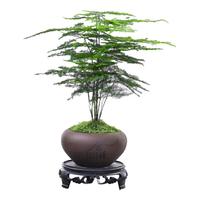 喜鹊说文竹盆栽绿植室内云竹盆景植物四季常青茶桌客厅防辐射花卉好养 文竹-舍得盆-密胺托盘 带盆栽好