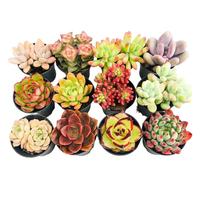 壹分皿12颗多肉植物组合盆栽含盆带土种好好养绿植花卉源头直发
