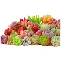 沭之美多肉植物桌面盆栽绿植花卉 多肉30颗 不含盆 源头直发