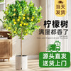 植男植女 客厅香水柠檬树 绿植盆栽 四季可食用