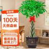 植男植女 发财树辫子盆栽 植物X1 盆器X1