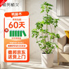 植男植女 鸭脚木造型客厅大型真盆栽 绿植+盆器