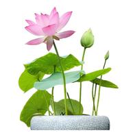 播种心情碗莲种子莲花荷花种子鱼缸池塘水培绿植花卉种籽已开口包发芽水草 开口碗莲种子30粒+营养液+碗莲盆
