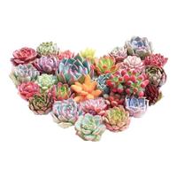 萌肉居多肉植物花卉绿植盆栽手工品种莲花状裸根多肉1棵源头直发