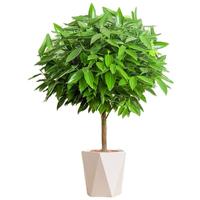 行湘平安树盆栽大型绿植新房植物 平安树1-1.2米+菱形树脂盆 源头直发