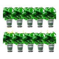 双盟绿萝盆栽除甲醛花卉绿植办公室新房净化空气 120款10盆源头直发 110款加仑自吸水盆【8盆装】