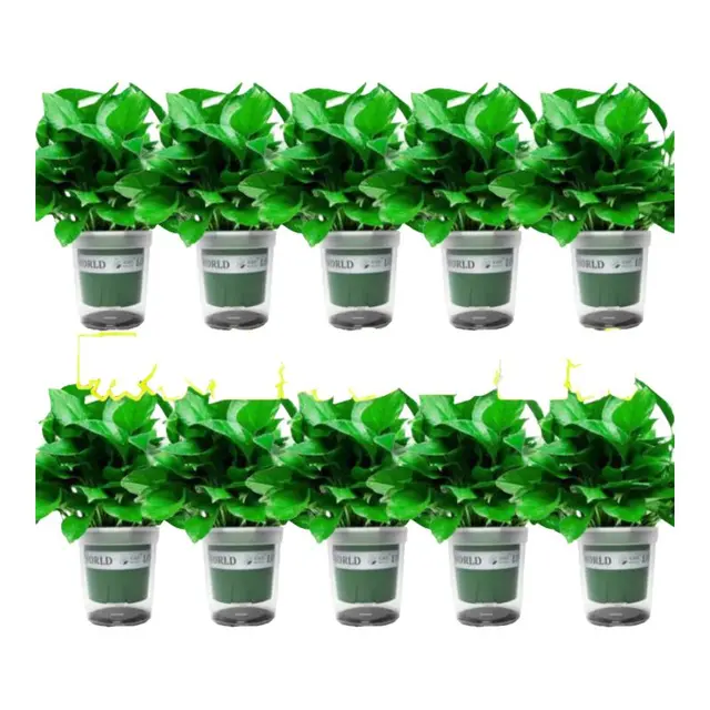 双盟绿萝盆栽除甲醛花卉绿植办公室新房净化空气 120款10盆源头直发 110款加仑自吸水盆【8盆装】