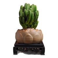 创享绿洲万重山室内外盆栽绿植净化空气绿植桌面迷你仙人掌耐旱好养易活 万重山莲花盆+黄金沙+方底座