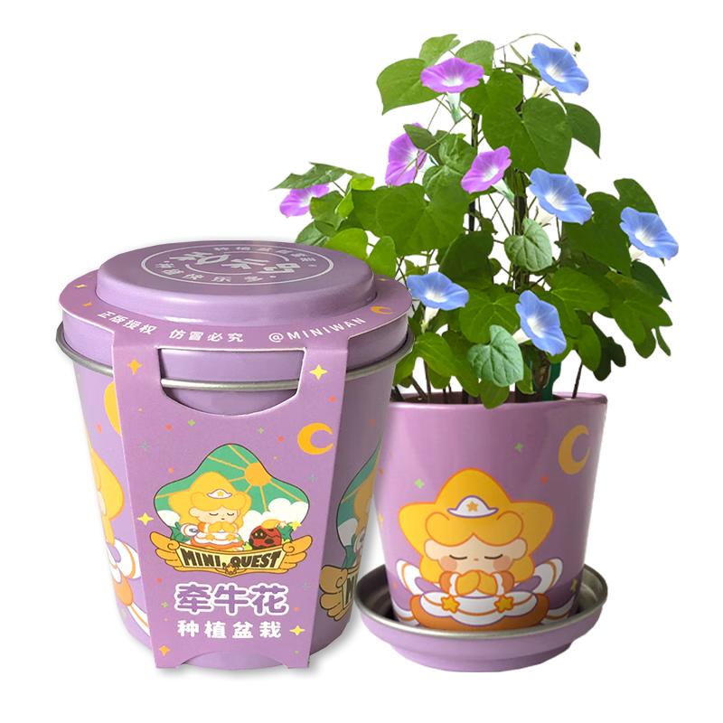 IAM City Farmer牵牛花迷你盆栽 儿童种植小盆栽diy套装绿植植物幼儿园观察玩具 带底托小盆栽-牵牛花
