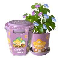 IAM City Farmer牵牛花迷你盆栽 儿童种植小盆栽diy套装绿植植物幼儿园观察玩具 带底托小盆栽-牵牛花