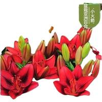 一名花匠百合花盆栽四季开花带芽香水百合室内外花卉盆栽百合种球种子 A12火箭红【4球装】含盆土 12+