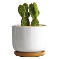 泰西丝金毛掌仙人掌球多肉植物盆栽绿植 金毛掌+白瓷盆含托 源头直发