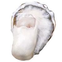 渔吻生蚝鲜活特大海蛎子带箱新鲜牡蛎带壳生鲜贝类 6XL超大带箱5斤【7-9个】 5XL净重5斤【7-9个】特大号 优质肥蚝