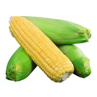 京觅云南水果玉米甜玉米棒子新鲜蔬菜净重3斤单果260g+源头直发