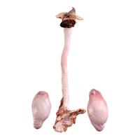 东鳌鹿鹿 鲜鹿鞭300g 吉林双阳发出成年壮鹿男性滋补泡酒源头直发 东鳌鲜鹿鞭300g