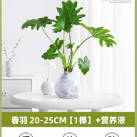 庞贸 水培春羽 观叶植物 20-25cm 绿色