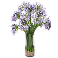 海蒂的花园百子莲花卉盆栽苗多年生草本花卉耐热好养阳台庭院植物