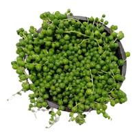 蝶之艺长款佛珠吊兰 紫玄月吊兰情人泪多肉植物佛珠多肉珍珠吊兰盆栽 佛珠一盆 裸根不带土