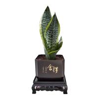 佰花锦金边虎皮兰盆栽好养常青绿植好养矮脚花卉室内客厅办公室耐旱 【送方底座】金边虎皮兰+树脂舍得盆 整体高度约25-35cm