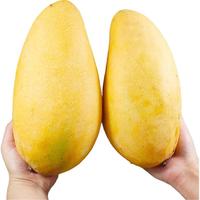 京鲜生 海南金煌芒 中果净重2.5斤装 单果200g起 生鲜水果源头直发 【中果】金煌芒2.5斤 单果200g+