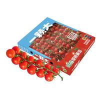 一颗大 樱桃串番茄 甄选礼盒 净重2斤/盒 小西红柿 源头直发 【·钻石级】2斤/1盒