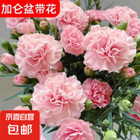 康乃馨 粉色康乃馨+加仑盆 盆栽
