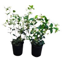 壹植风车茉莉盆栽大苗懒好养藤垂丝爬藤花卉耐寒阳台盆栽植物四季开花 【粉色风车茉莉】中苗 不含盆