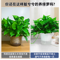 绿萝盆栽室内植物绿箩长藤大叶新房家用净化绿植水培花卉绿罗