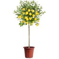 行湘柠檬树盆栽绿植大型植物四季好养 柠檬树1-1.2m含原盆  源头直发
