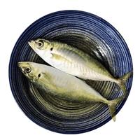 时寐东山岛海捕巴浪鱼 深海海鲜 行走的氨基酸 东山岛直发 端午食材 2斤6-10条