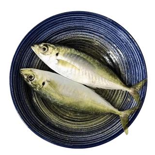 时寐东山岛海捕巴浪鱼 深海海鲜 行走的氨基酸 东山岛直发 端午食材 2斤6-10条
