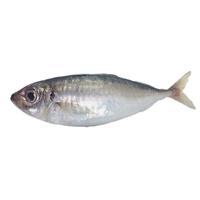 航海猫 东山养殖冰鲜巴浪鱼刺身海鲜 海捕活冻蓝圆鲹竹荚鱼水产海鲜生鲜 养殖巴浪鱼500g（2-3条）