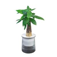 欧悟 室内办公桌面绿植净化空气除甲醛水培植物小绿植花卉盆栽绿萝 A【虎皮兰+金钻+绿萝】套餐 带盆栽好