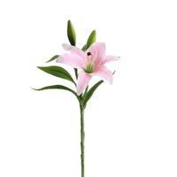 芳东香水百合种球重瓣百合花绿植花卉 百合种球5只（颜色）