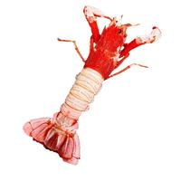 潮海堂海神后海螯虾远洋海捕船上活冻鳌虾刺身日料送芥末酱油 海神后海螯虾 500g(净重)  2-3只