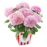 花询 种绣球花苗盆栽四季开花无尽夏花卉植物室内大花带花苞 13.纱织小姐中苗（包开花）送肥 含盆