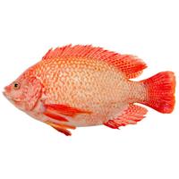 鲜城故事珠海珍宝鲷3条装/共1200g 三去开背 地标 彩虹鲷 源头直发