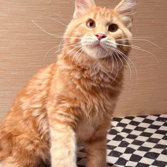 大型红虎斑缅因库恩猫 俄系巨型缅因猫红虎斑 志胜