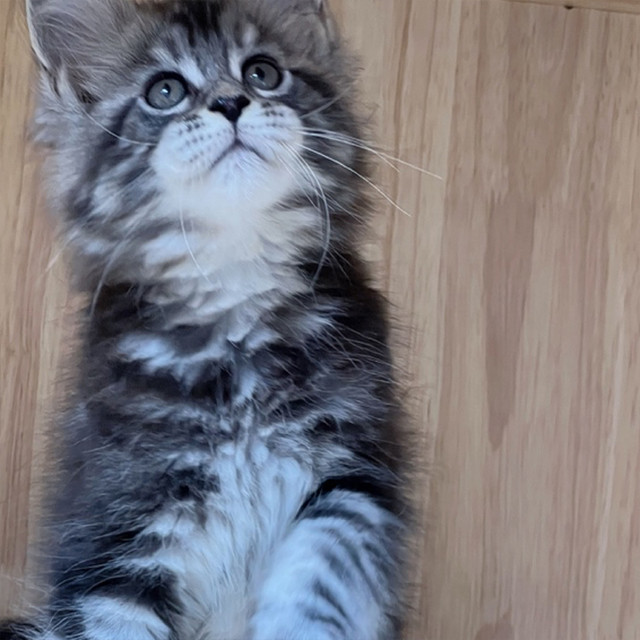 CFA赛血双血统缅因银虎斑 缅因库恩猫 大体缅因猫 银虎斑缅因