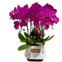 花艺湾鲜花同城配送蝴蝶兰盆栽带花年宵花开业乔迁暖居全国花店 10株粉红色蝴蝶兰盆栽