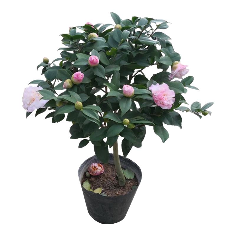 萌肉居山茶花树苗盆栽耐寒绿植花卉植物茶花苗1cm粗1棵1加仑盆源头直发