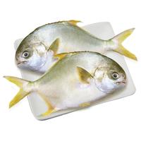 北海湾 新鲜海捕金鲳鱼 大鲳鱼海鲜平鱼冷冻扁鱼冰鲜大鲳鱼海鱼银鱼鱼类 【净重200-300克/条】 共4条