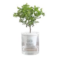 墨一胡椒木早安盆 花卉植物室内绿植办公室绿植美观室内好养 源头直发