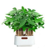 植男植女发财树室内桌面绿色懒人绿植盆栽花卉鲜活好养护观叶耐旱京仓直发 【发财树】+招财纳福盆